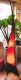 Lederlampe 'Paris 190 cm'